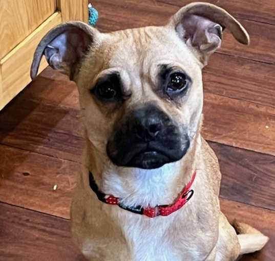 Photo of Tilly