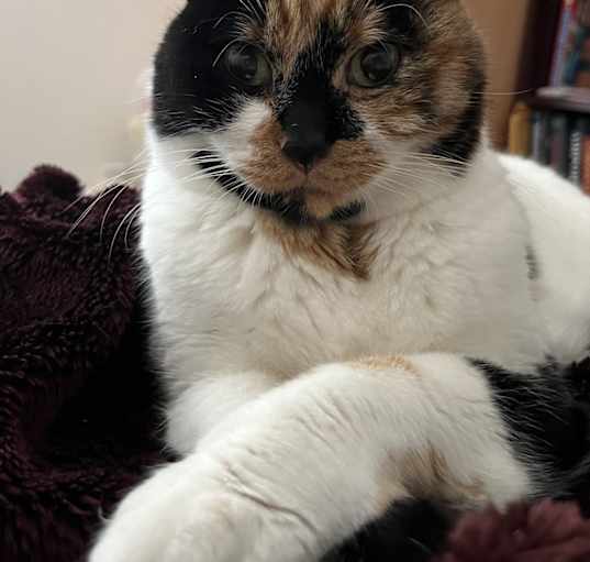 Photo of Mochi