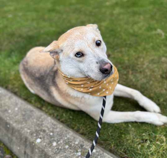 Photo of Butterscotch