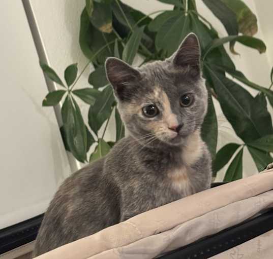Photo of Mokey