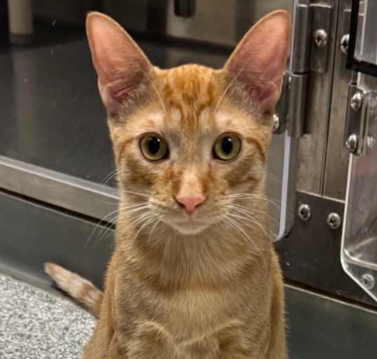 Photo of Achilles