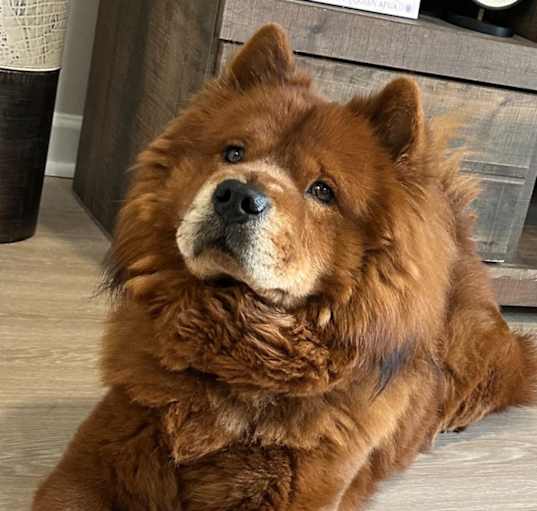 Photo of Truffle