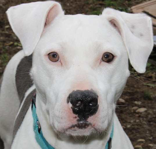 Photo of Honey