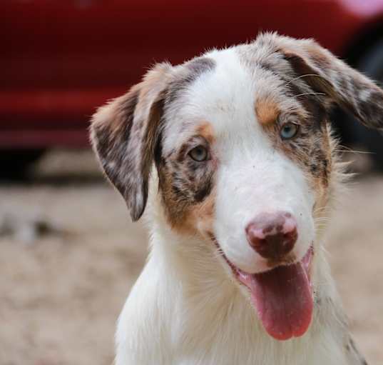 Photo of Tater