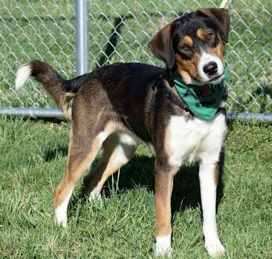 Photo of Koda