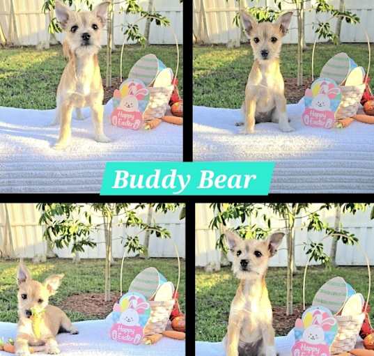 Photo of Buddy Bear