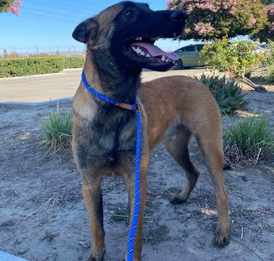 Photo of Jax - Located in CA