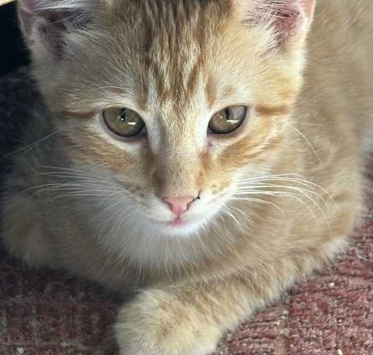 Photo of Melodie's Ogden