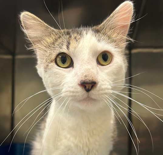 Photo of Opie
