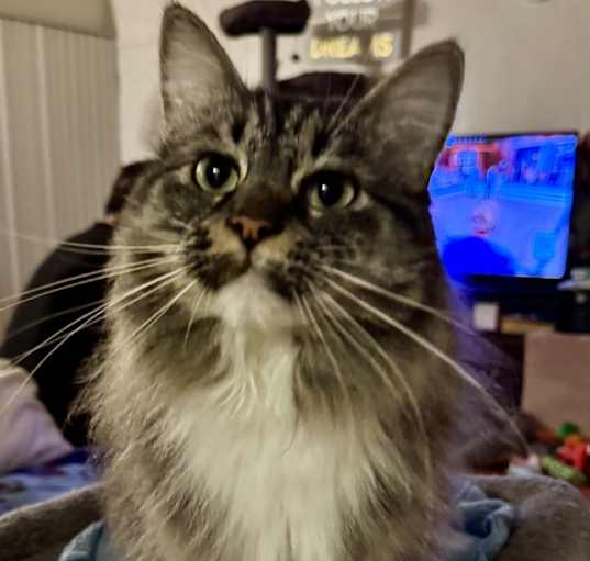 Photo of HAZEL