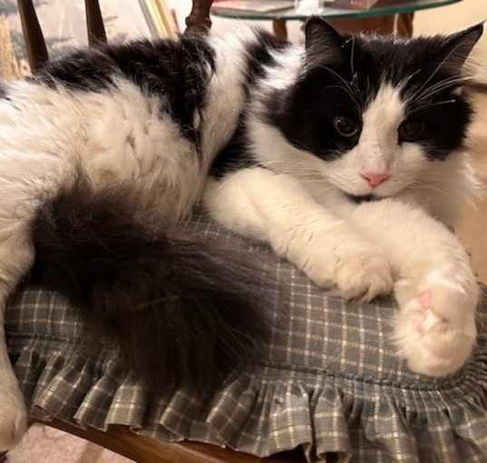 Photo of Pepe Le Pew