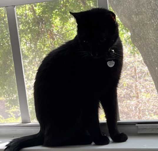 Photo of Chrollo
