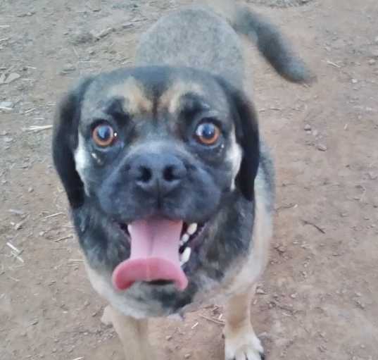 Photo of Buddy
