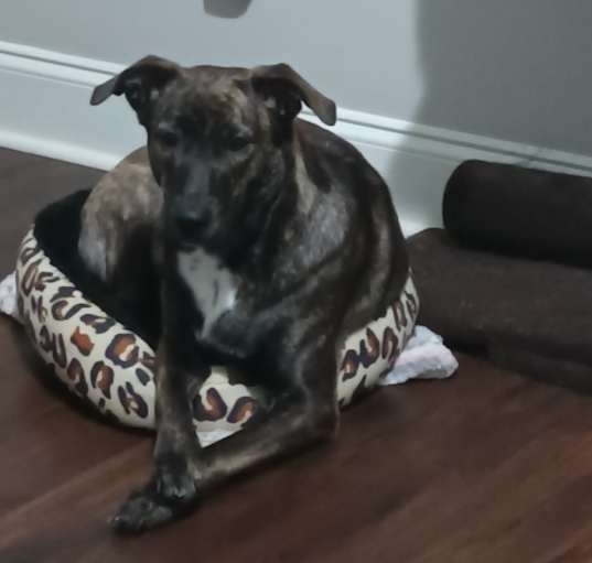 Photo of Olive