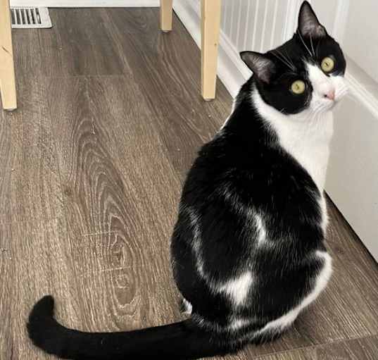Photo of COOKIE - CHILL CAT