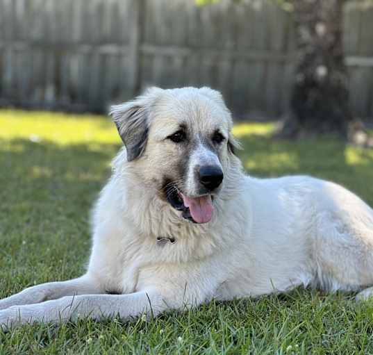 Photo of Blanche