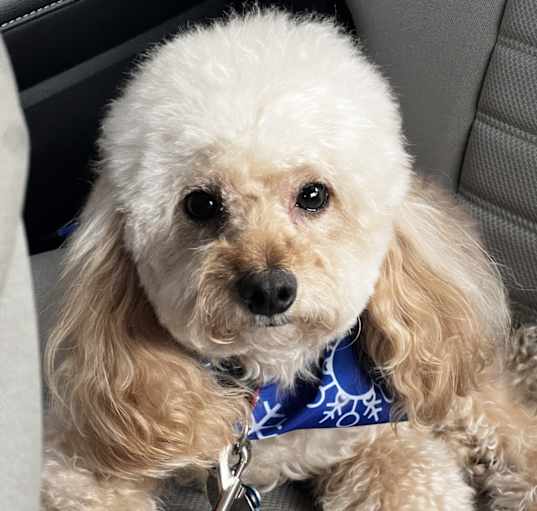 Photo of Bentley