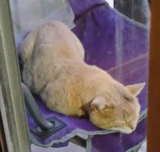 Photo of Cinnamon
