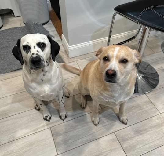 Photo of Petey & Stevie
