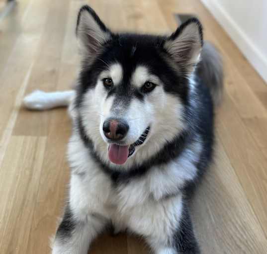 Photo of Enzo