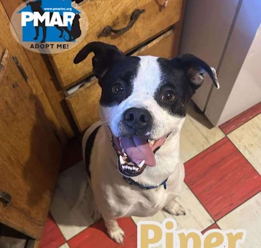 Photo of Piper