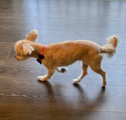 Photo of Princess