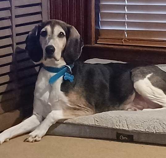 Photo of Boomer