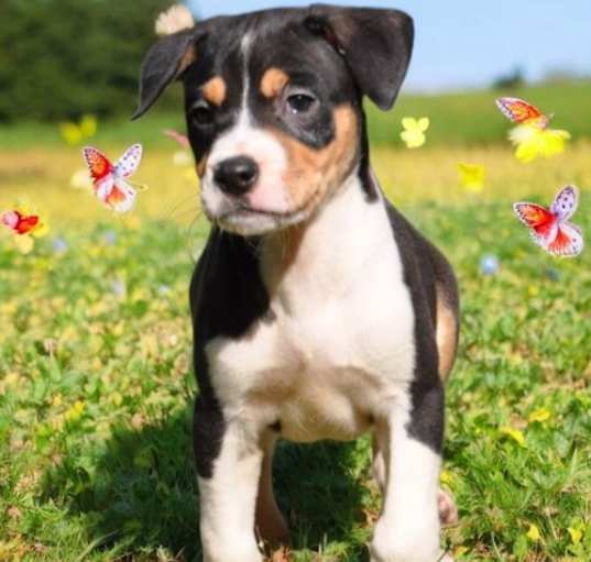 Photo of Sprout