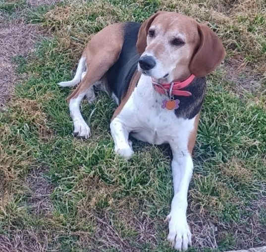 Photo of Sweetpea