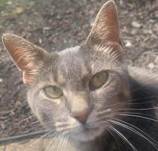Photo of Rosie