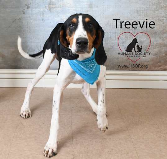 Photo of Treevi