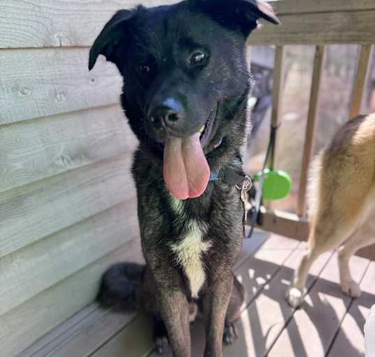 Photo of Harley