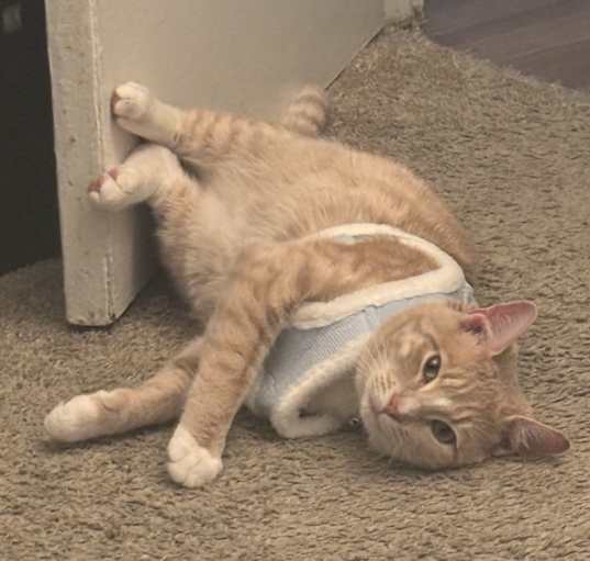 Photo of caramel