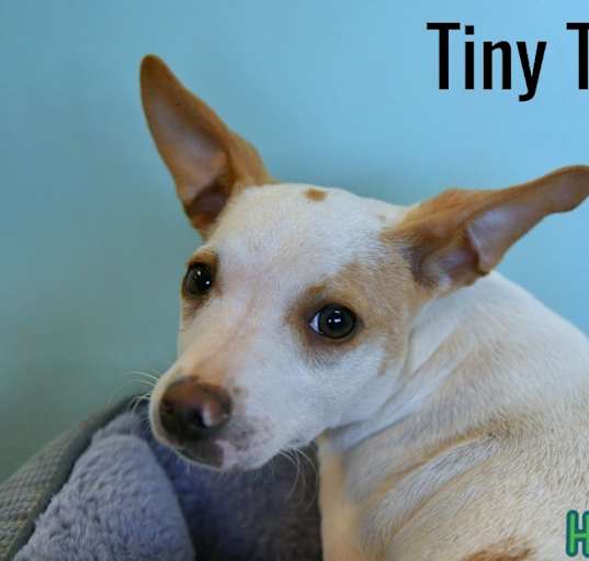 Photo of Tiny Tino