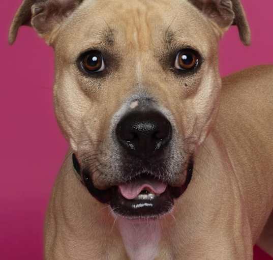 Photo of Nala