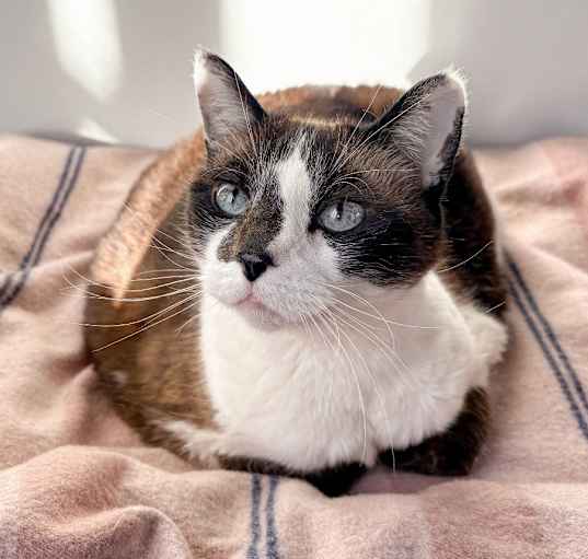 Photo of Sableu (Sabbie)