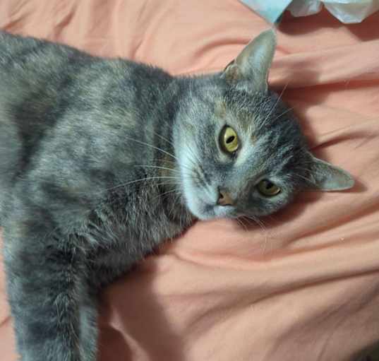 Photo of Willow