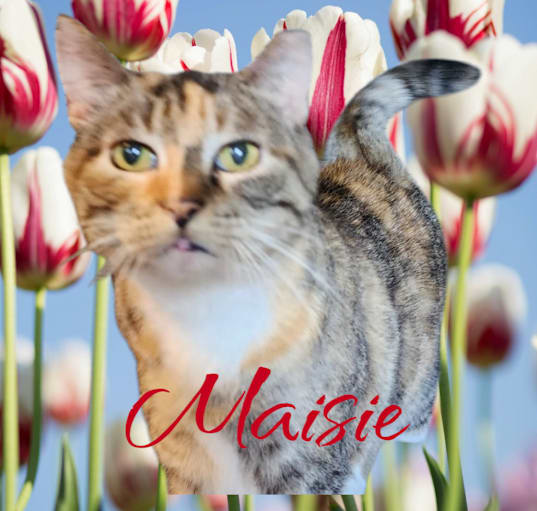 Photo of Maisie