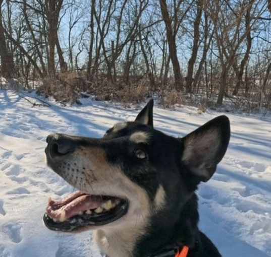 Photo of Chopper