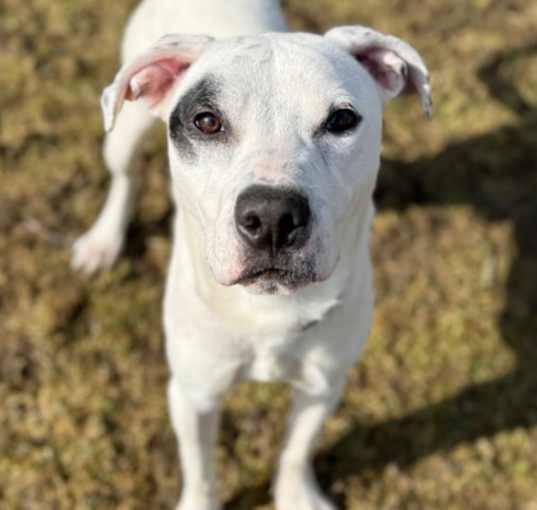 Photo of Apollo