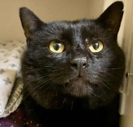 Photo of Mr Cheeks