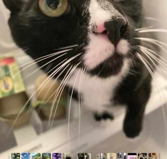 Photo of Alfie