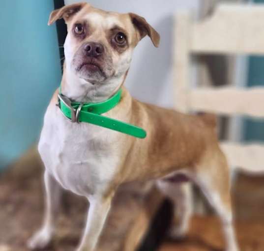 Photo of Ginger