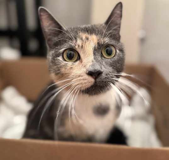 Photo of Apricot