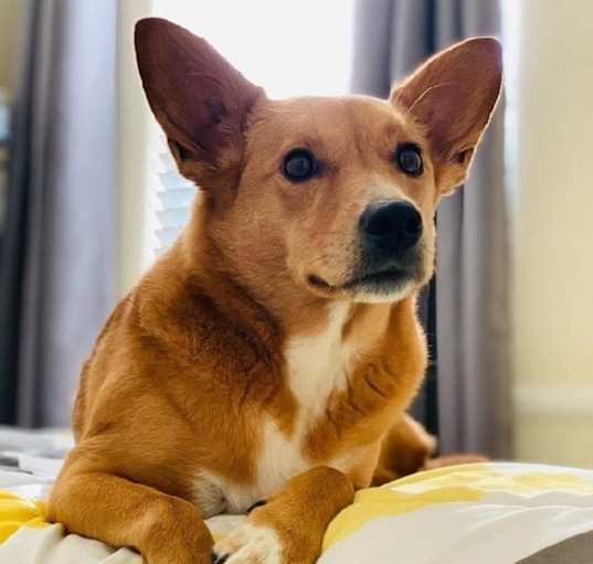 Photo of Bella