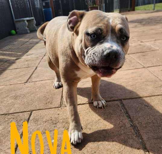Photo of Nova