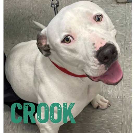 Photo of Crook