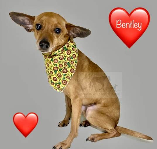 Photo of BENTLEY