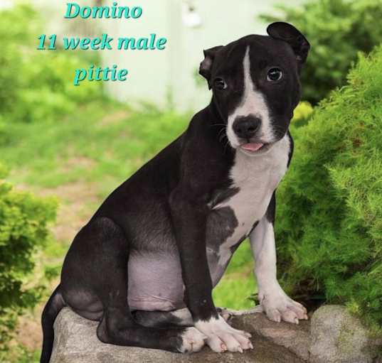 Photo of Domino