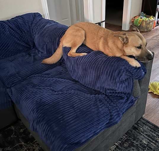 Photo of Rocky
